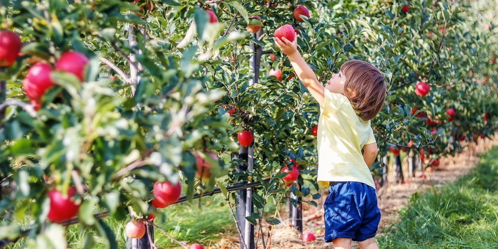 A child grabbing a fruit from a tree in an orchard of trees.